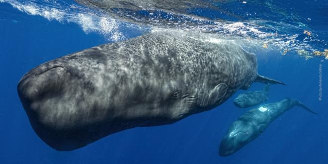CETI sperm whale with credit - Photo by Amanda Cotton