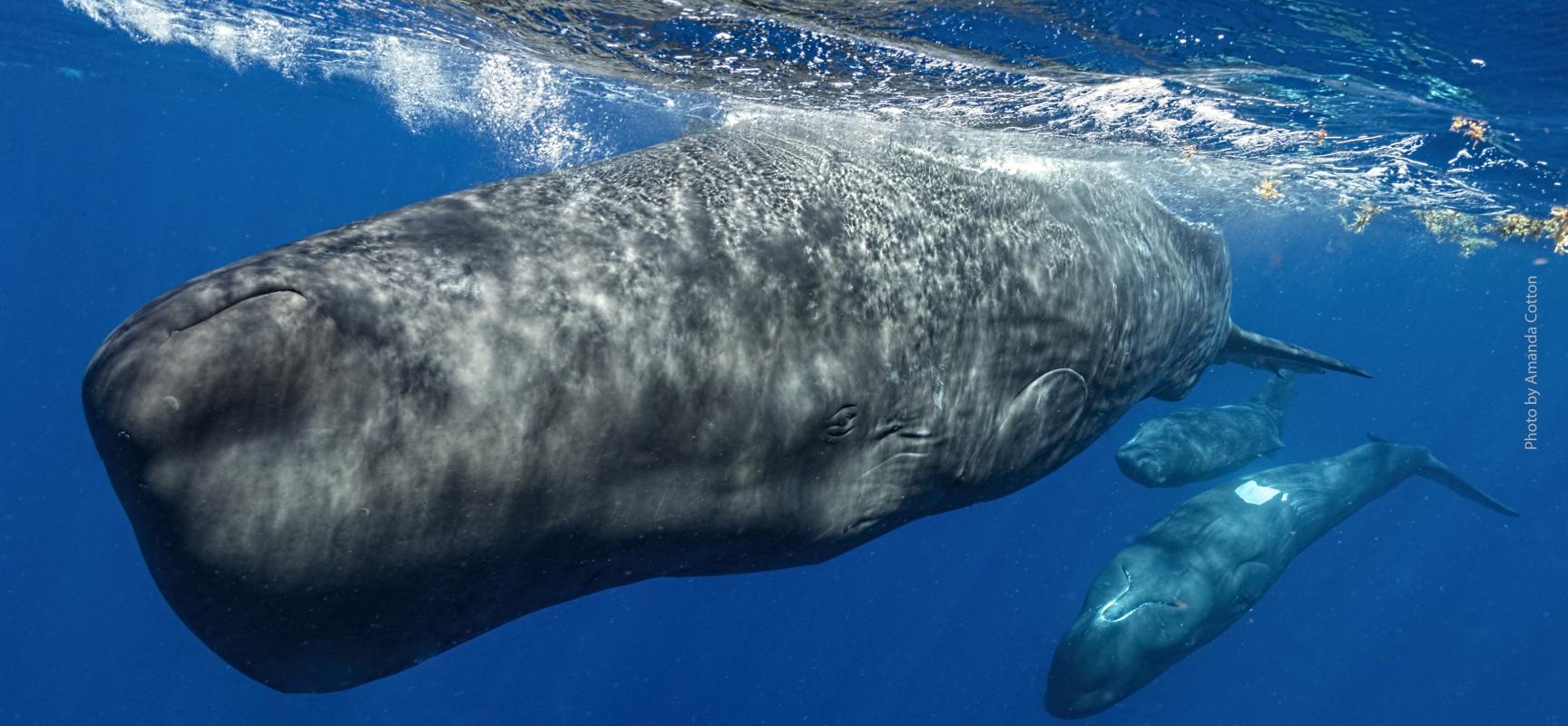 CETI sperm whale with credit - Photo by Amanda Cotton